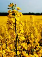 Озимый рапс Соло