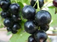 Саженцы смородины черной Венера