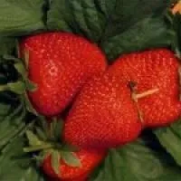 Саженцы клубники Мармелада