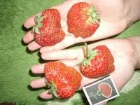 Саженцы клубники Королева Елизавета