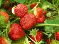 Рассада клубники Хоней